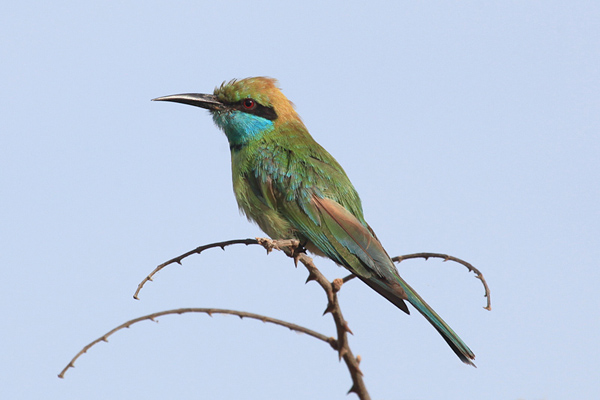 Kleine Groene Bijeneter